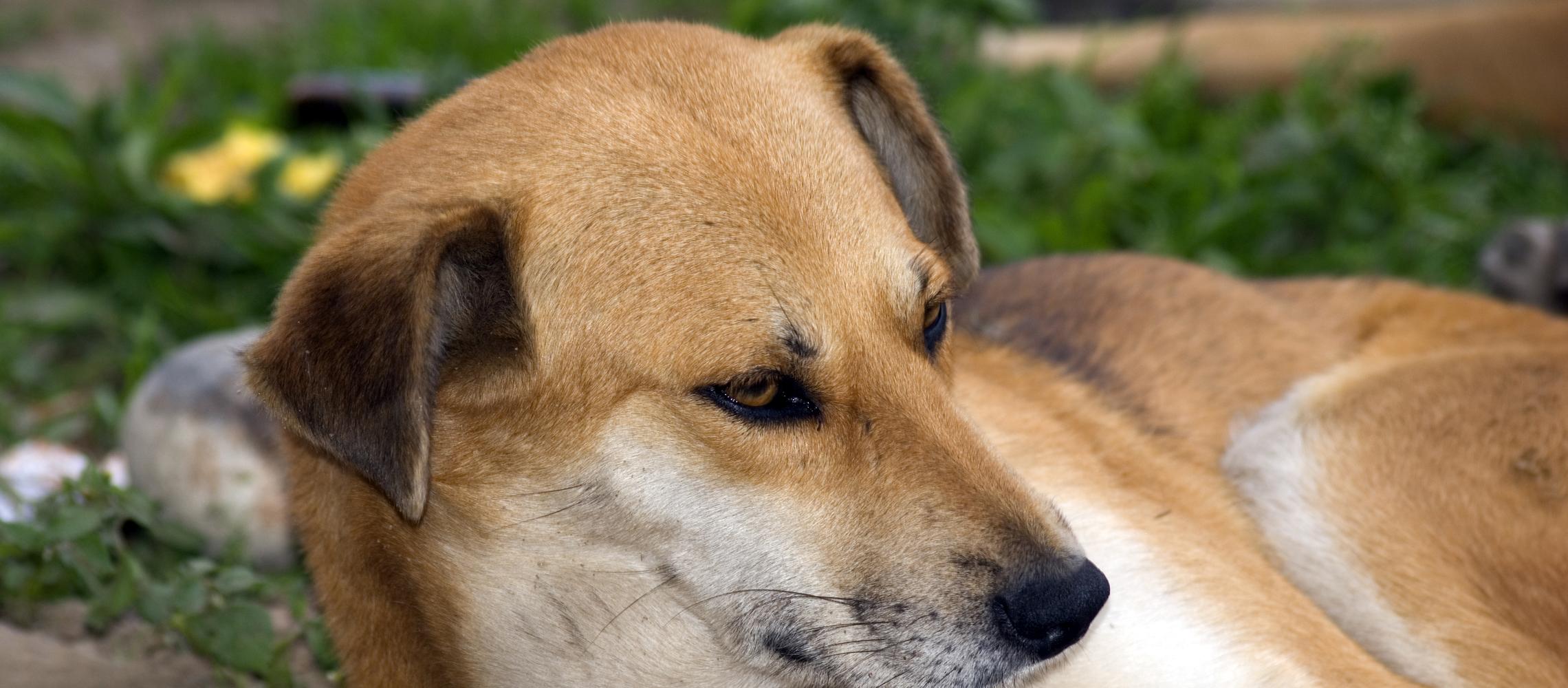 Dog Friendly Bhutan