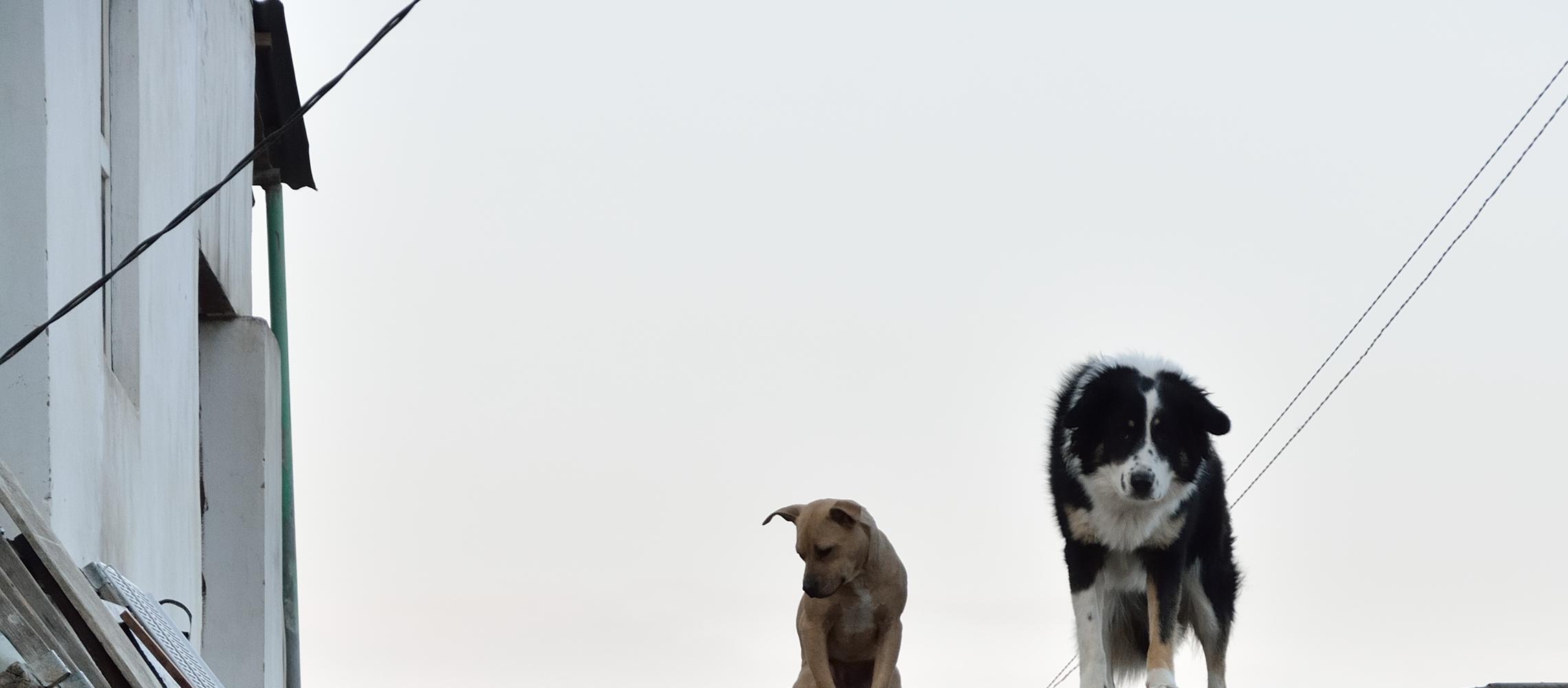 Dog Friendly Azerbaijan