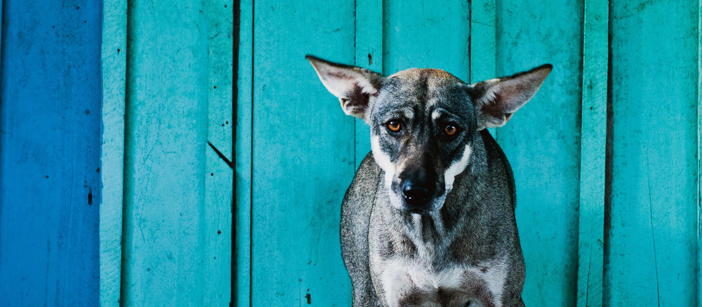 Dog Friendly Cambodia