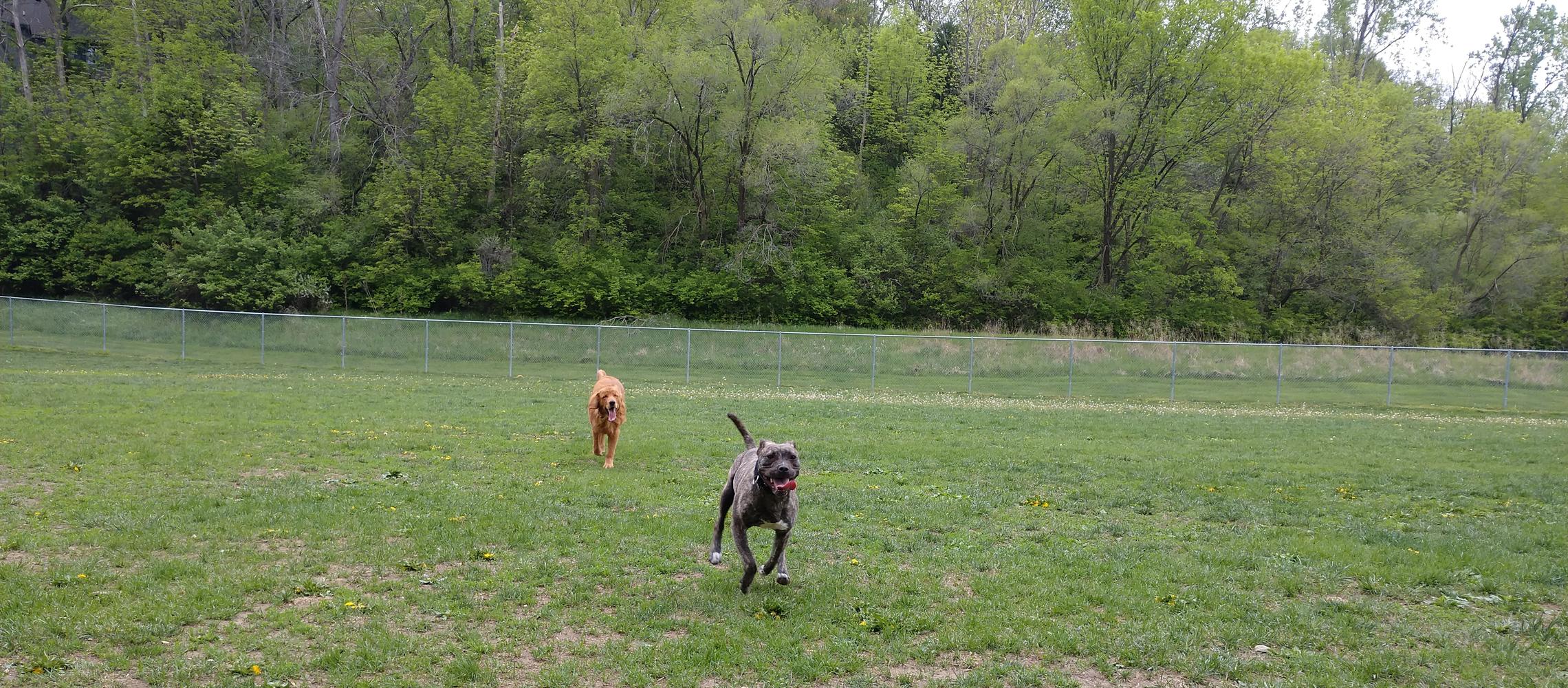 Dog Friendly Bellevue, NE
