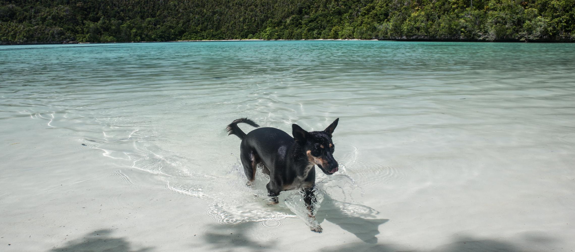 Dog Friendly Papua New Guinea