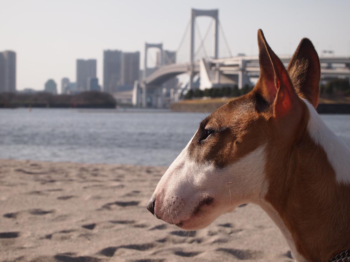 Bull Terrier Looks at Tokyo from a Beach