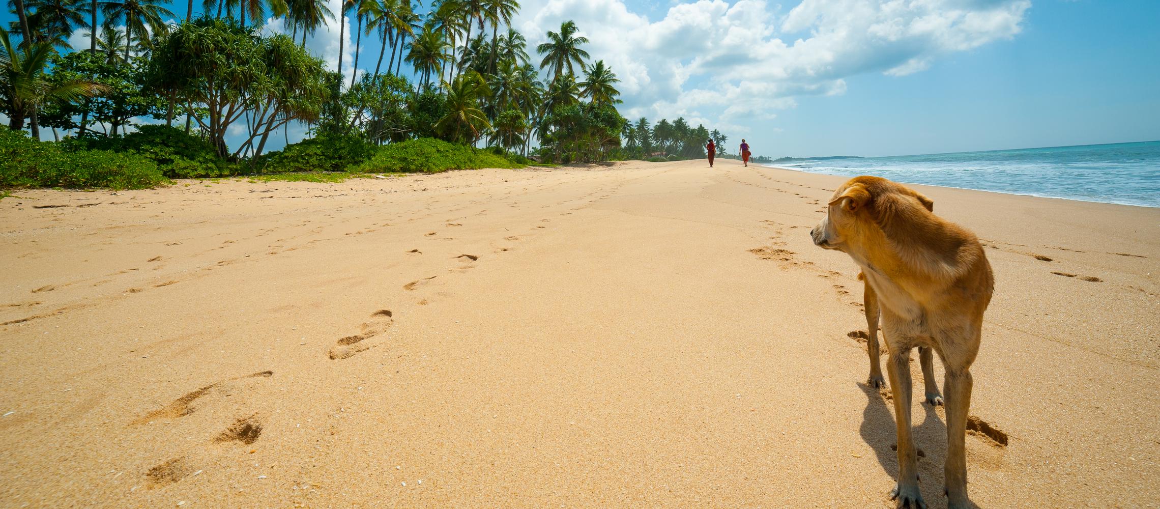 Dog Friendly Maldives