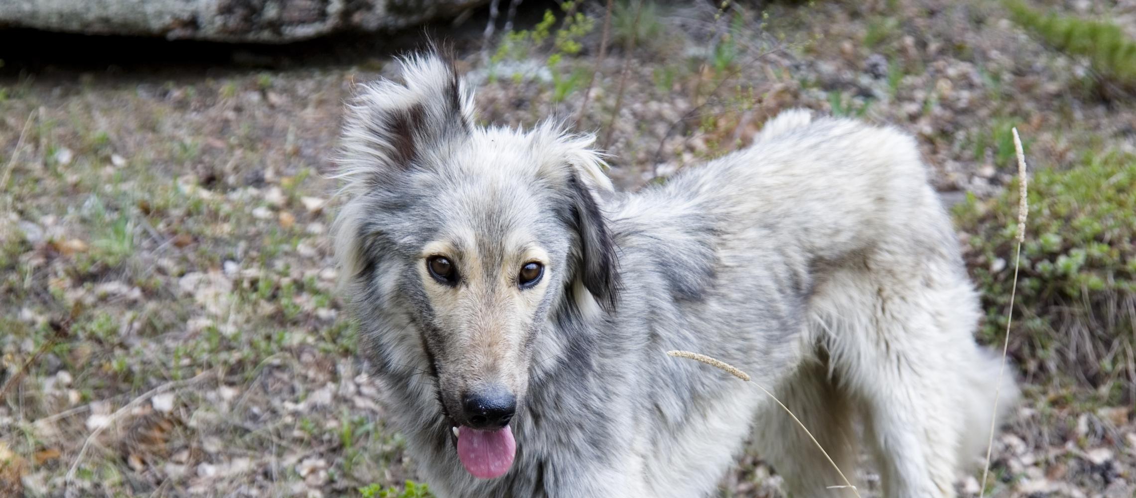 Dog Friendly Kazakhstan