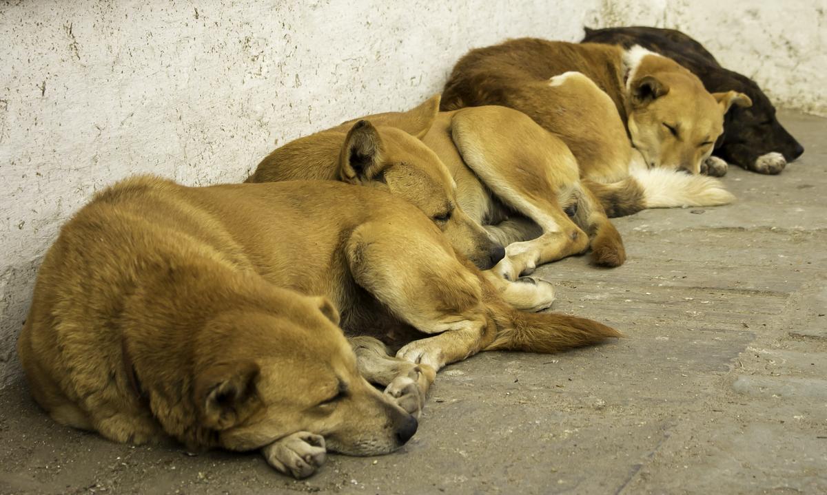 Four Dogs Sleeping Along a Wall