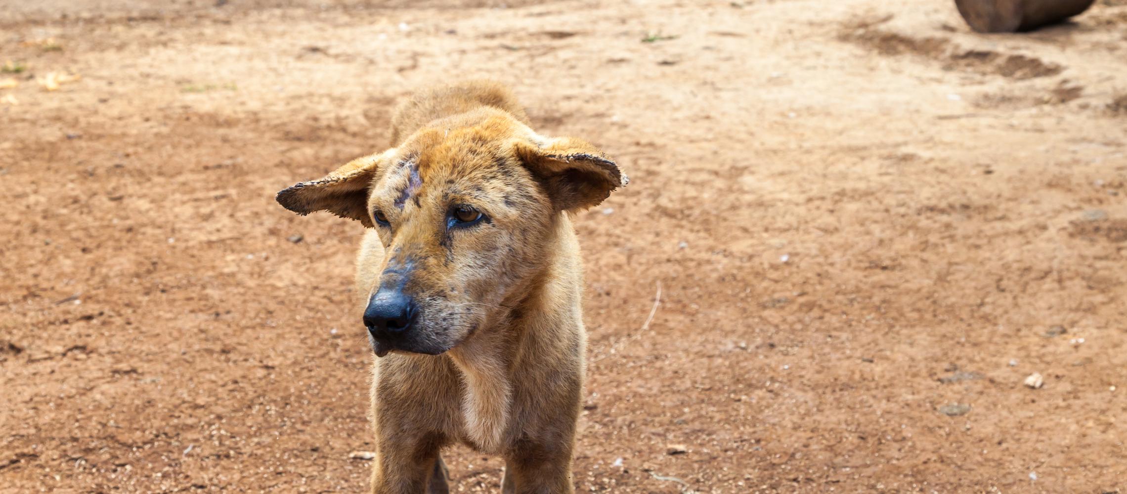 Dog Friendly Laos