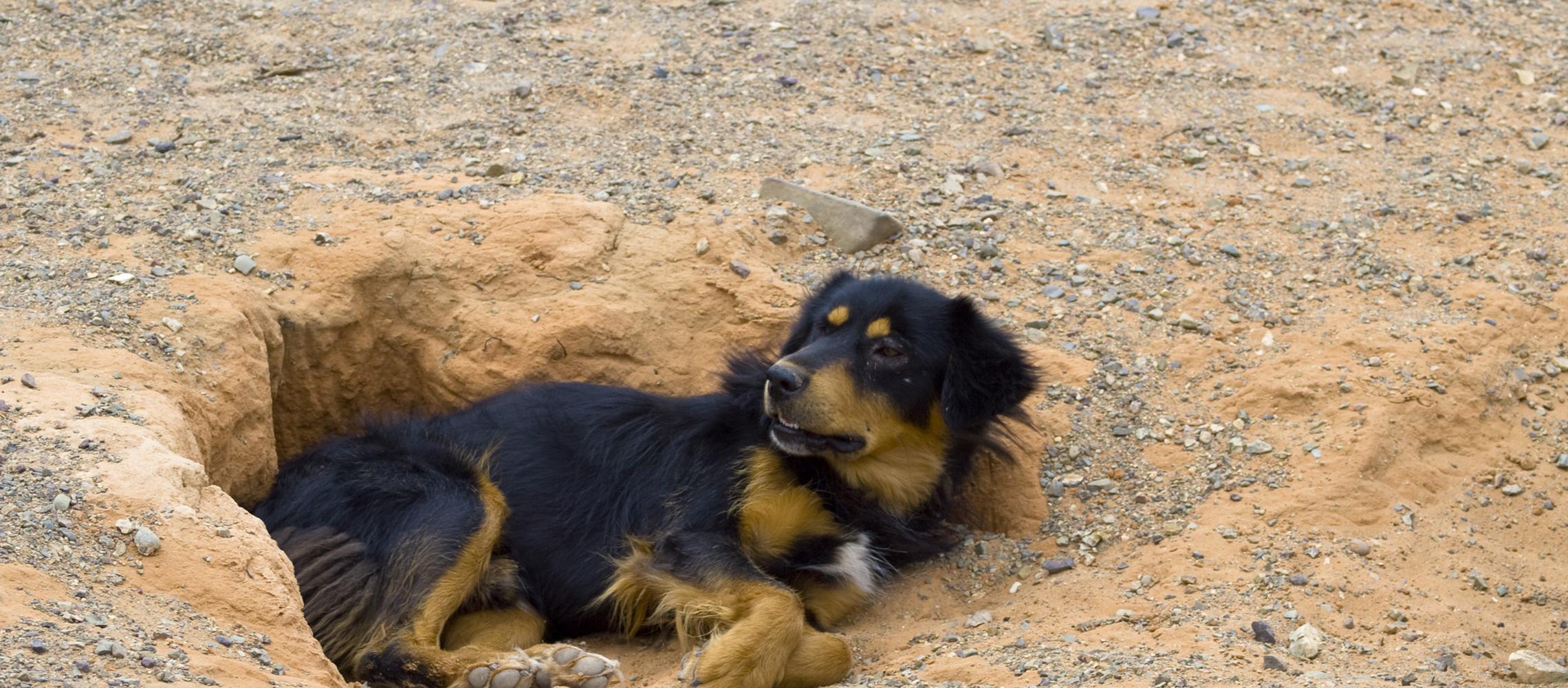 Dog Friendly Mongolia