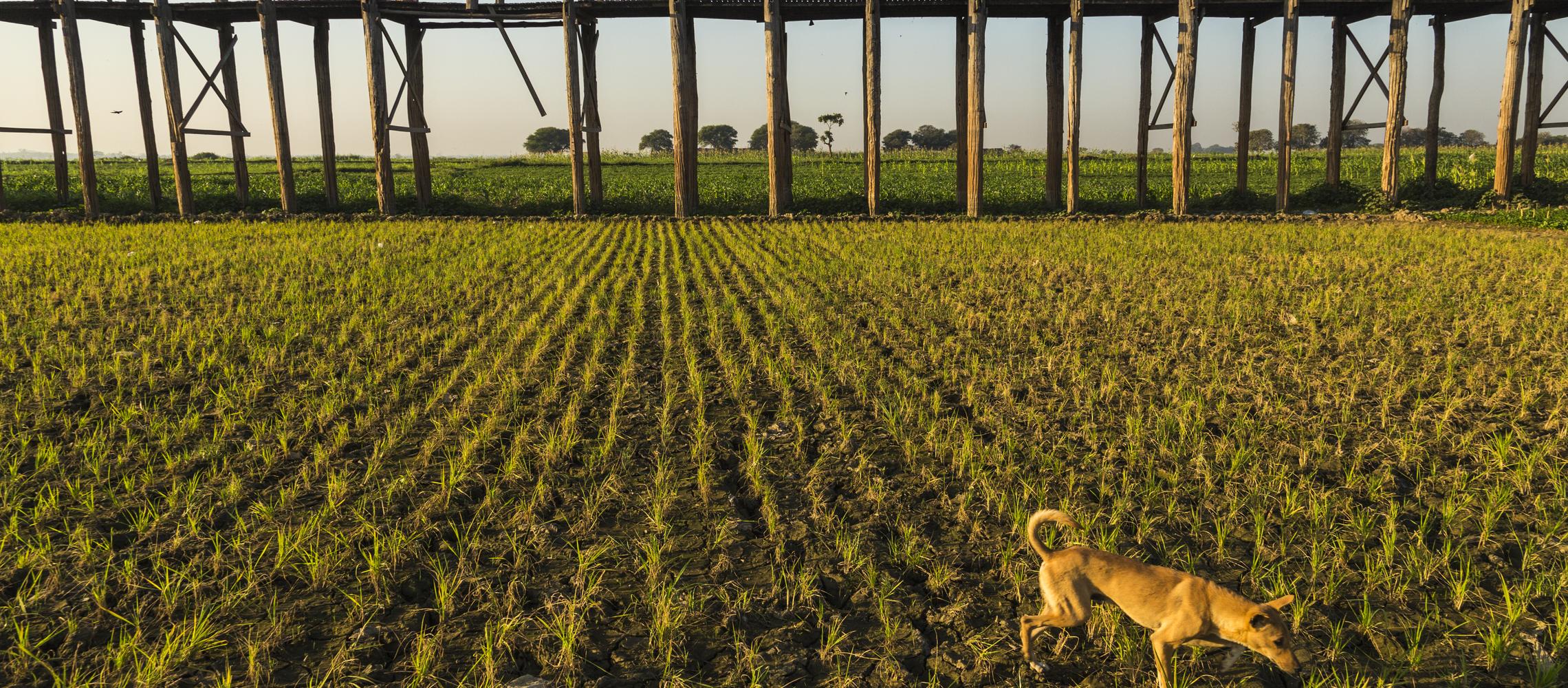 Dog Friendly Myanmar