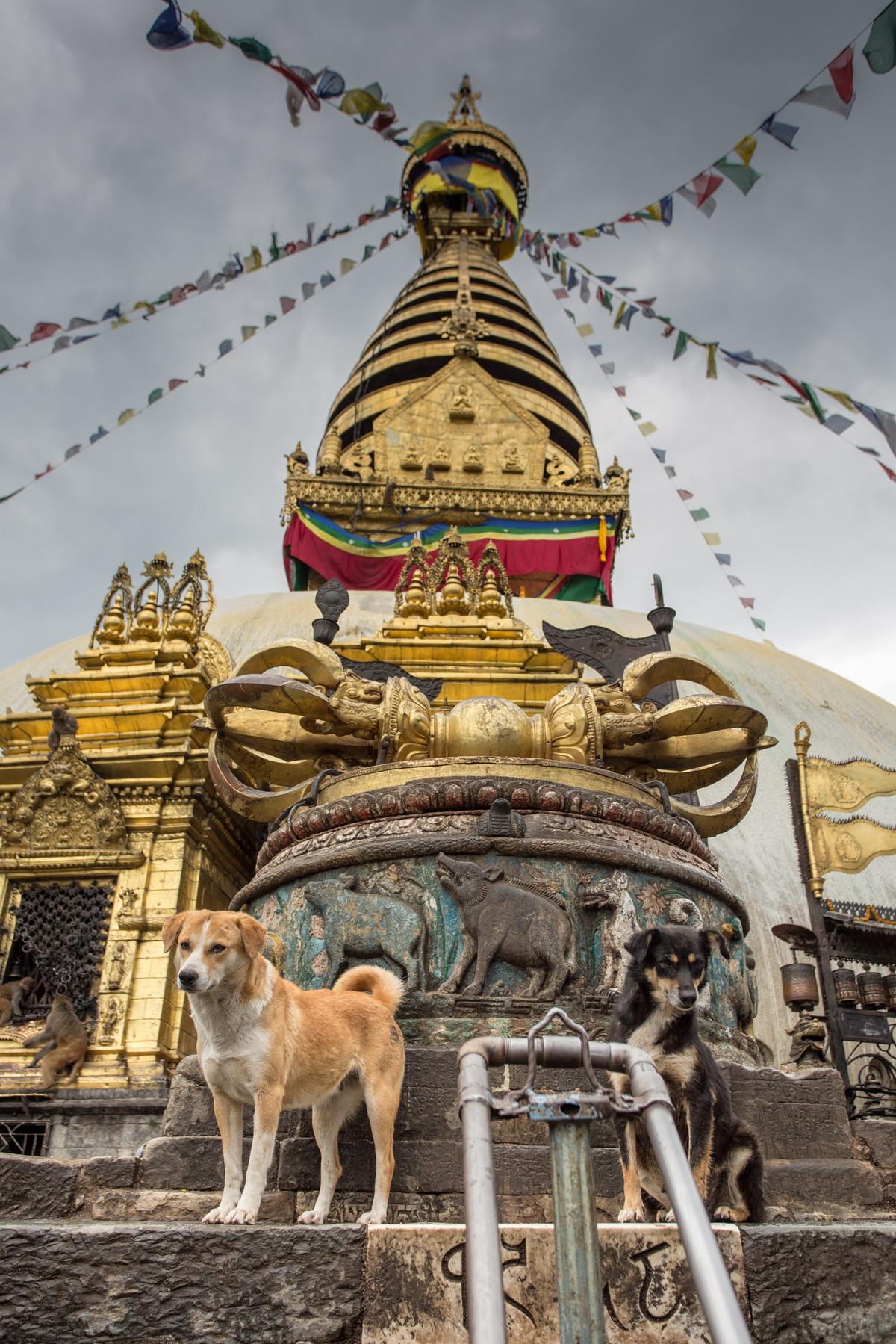 Dog Stands at the Roof of a Temple
