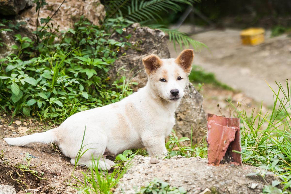 Dog Friendly Baguio City, PH Bring Fido