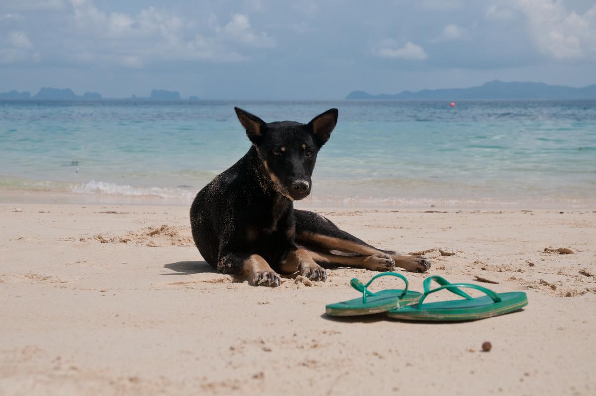Dog Lies Next To Sandals on a Beach