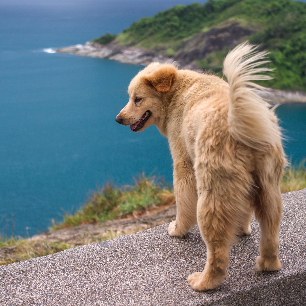 Dog Looks Down a Hill at Water