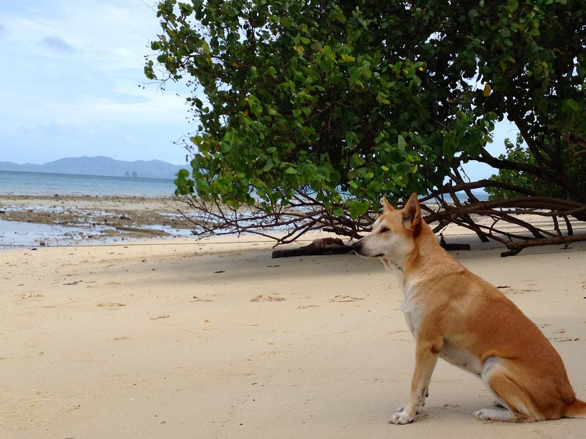 Dog Enjoys a Beach