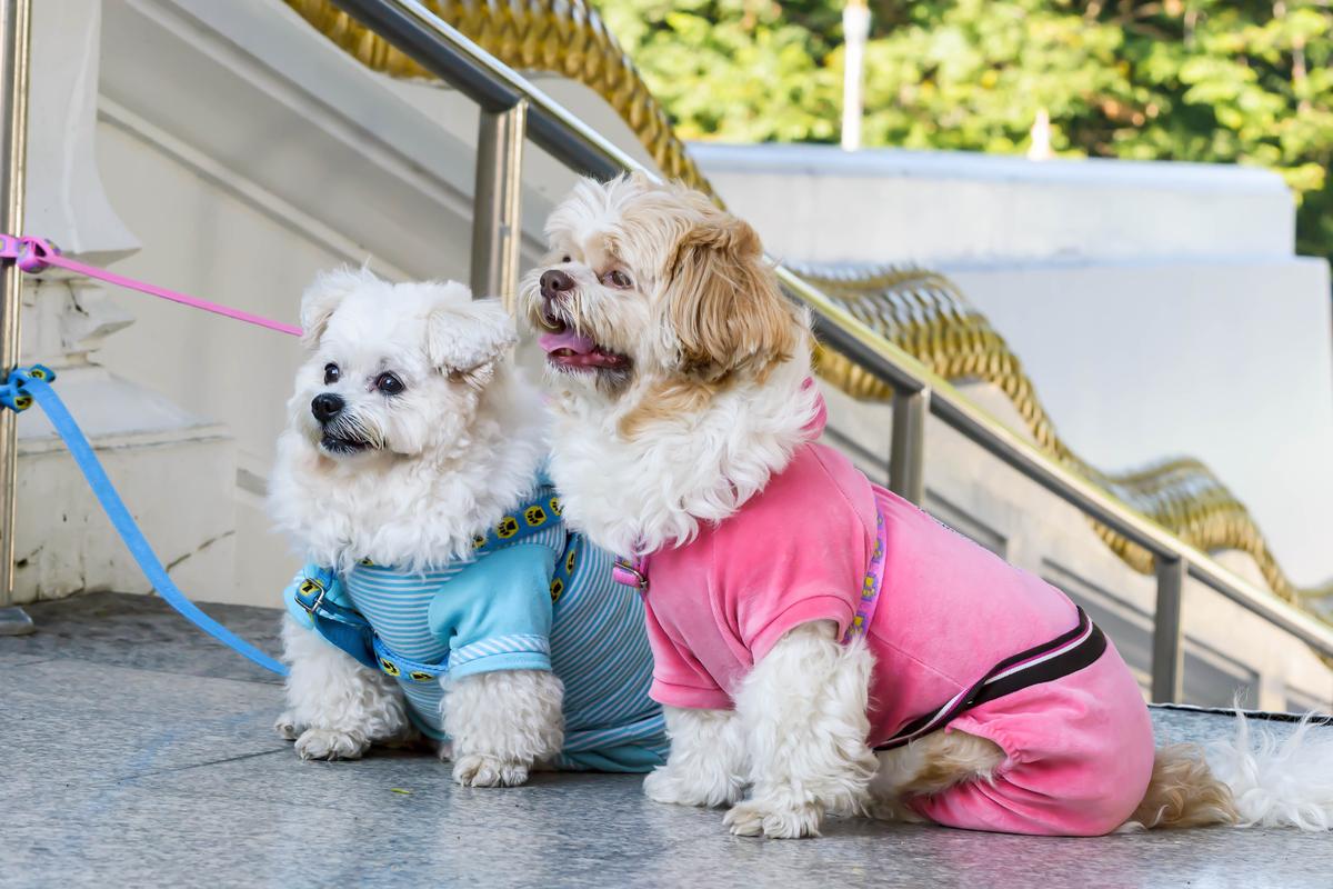 Small Dogs Wait at a Buddhist Temple