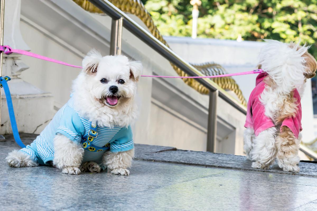 Happy Dog in Blue Clothing