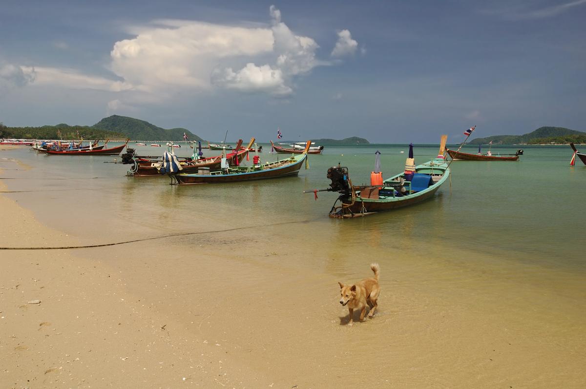 Dog Walks in Ocean with Boats