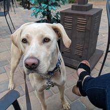 Faultline Brewing Company restaurant view 2