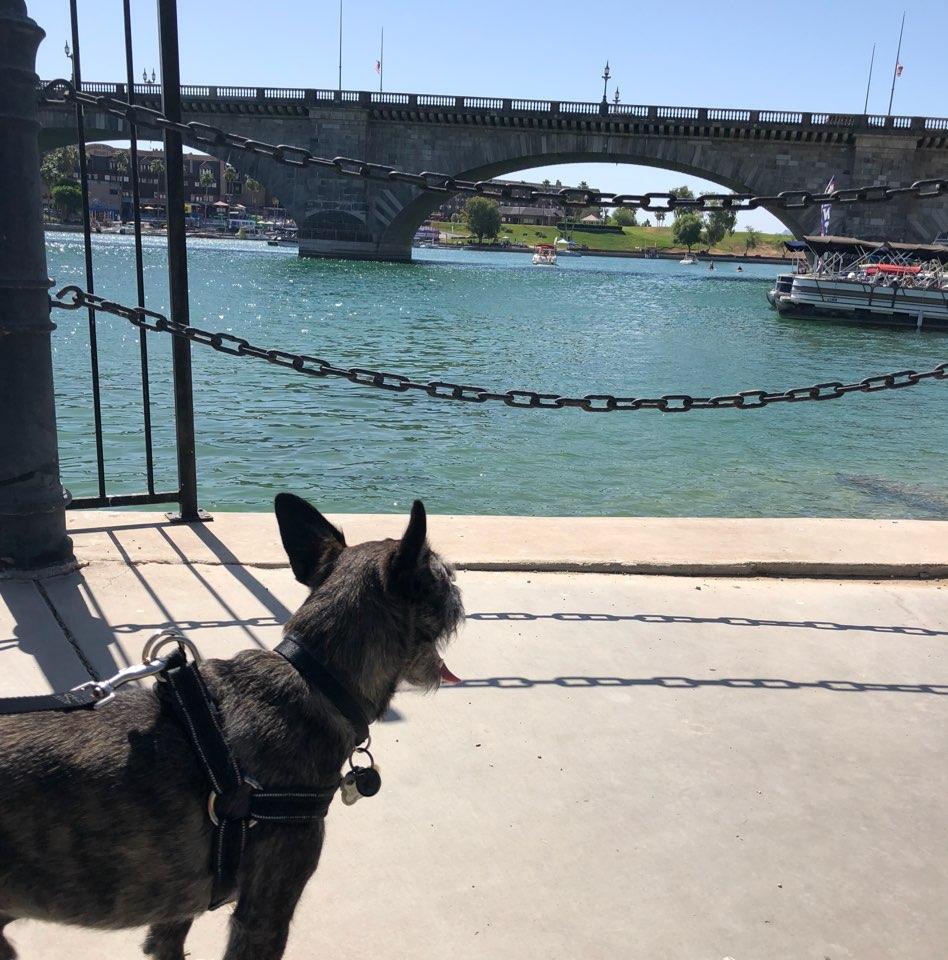 Dog Friendly Lake Havasu City, AZ BringFido