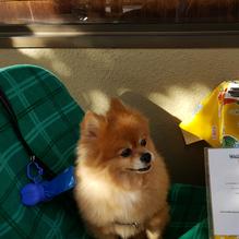 Walnut Ave Cafe restaurant view 6