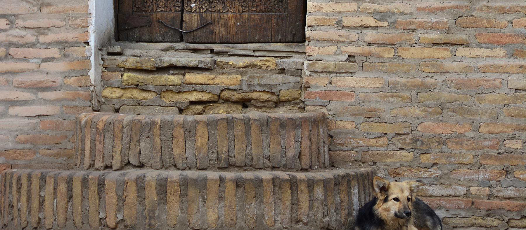Dog Friendly Uzbekistan