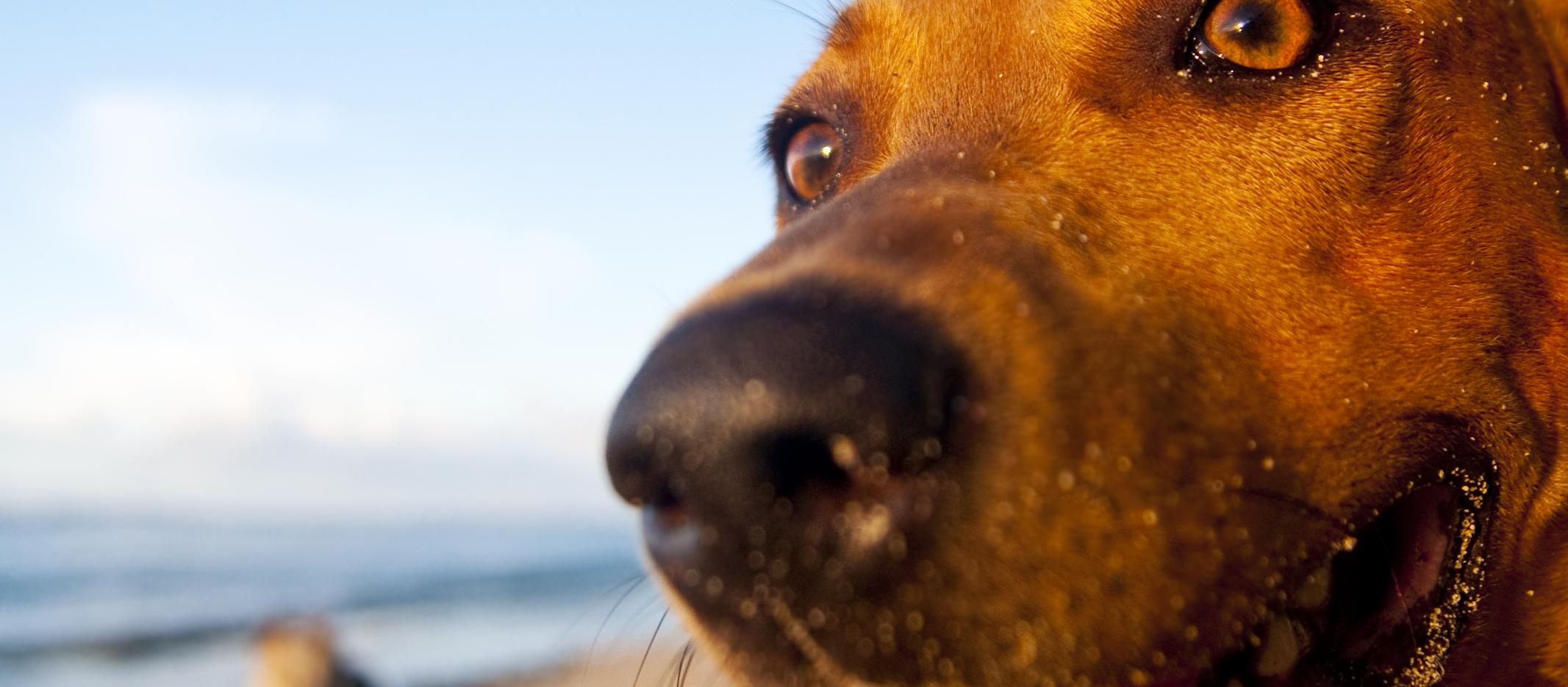 Dog Friendly American Samoa