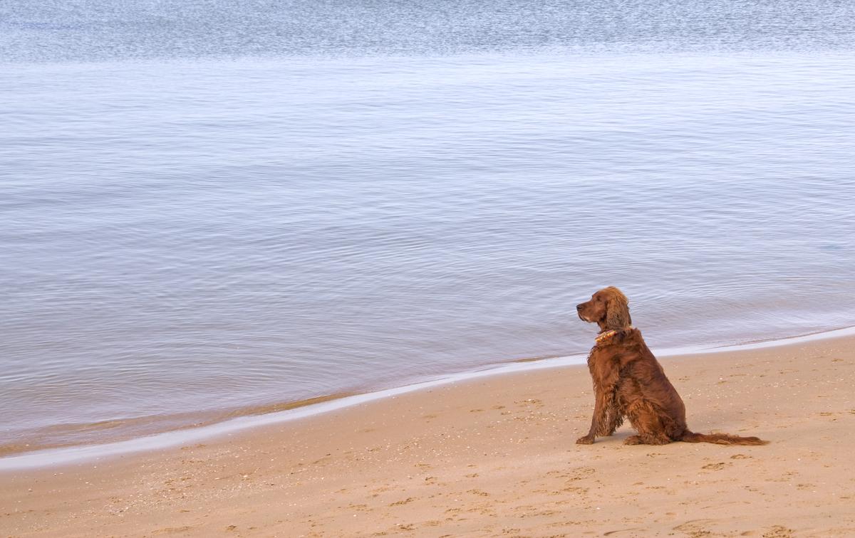 Dog Sits Patiently on the Beach