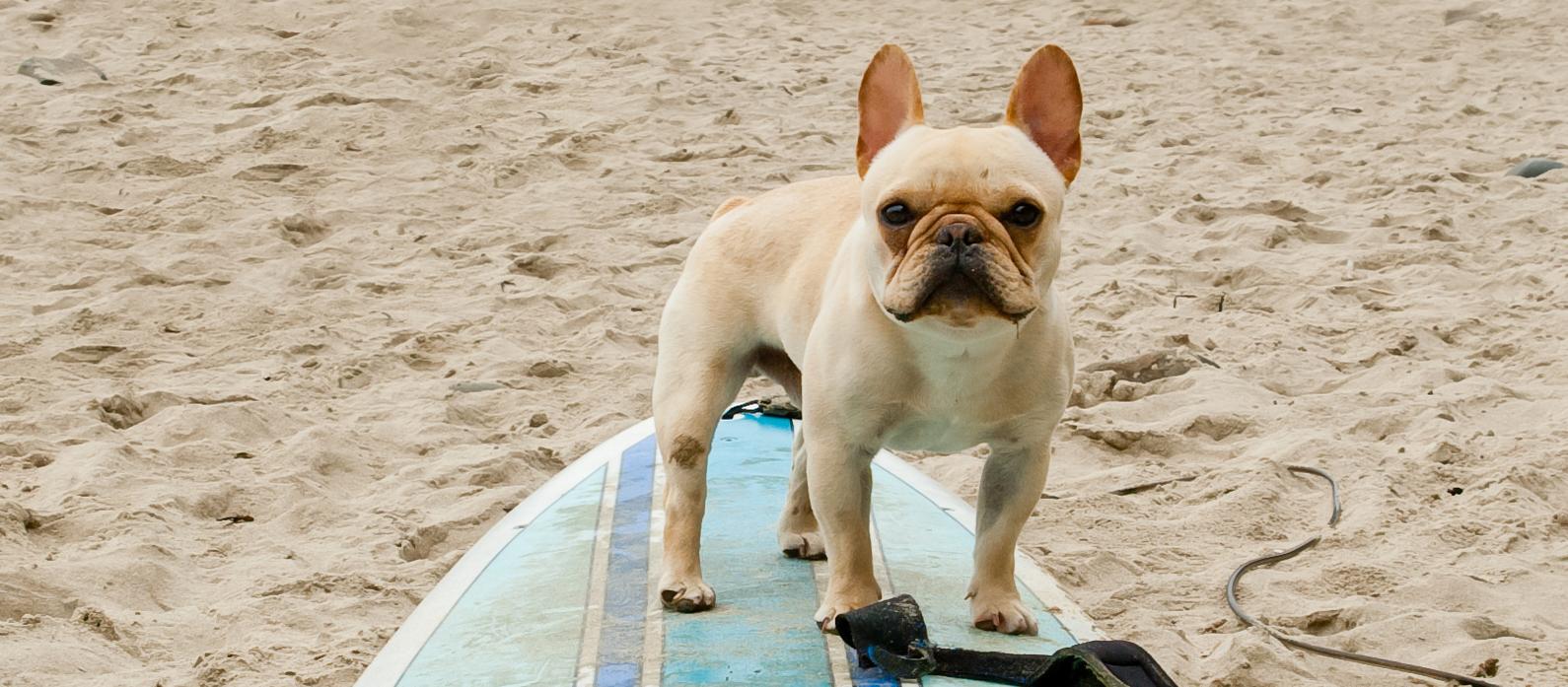 Dog Friendly Fiji