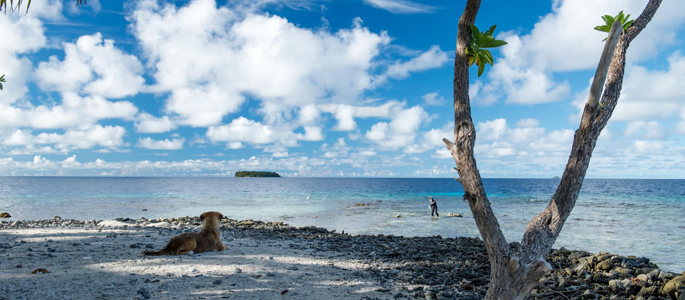 Dog Friendly Federated States of Micronesia