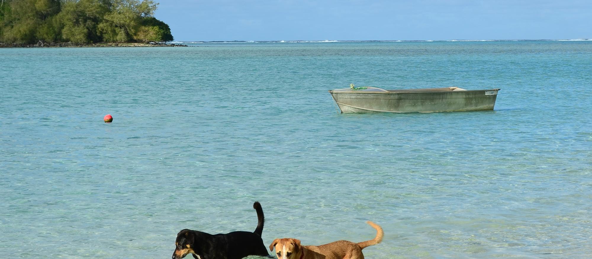 Dog Friendly Cook Islands