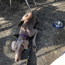 Croc's restaurant view 1