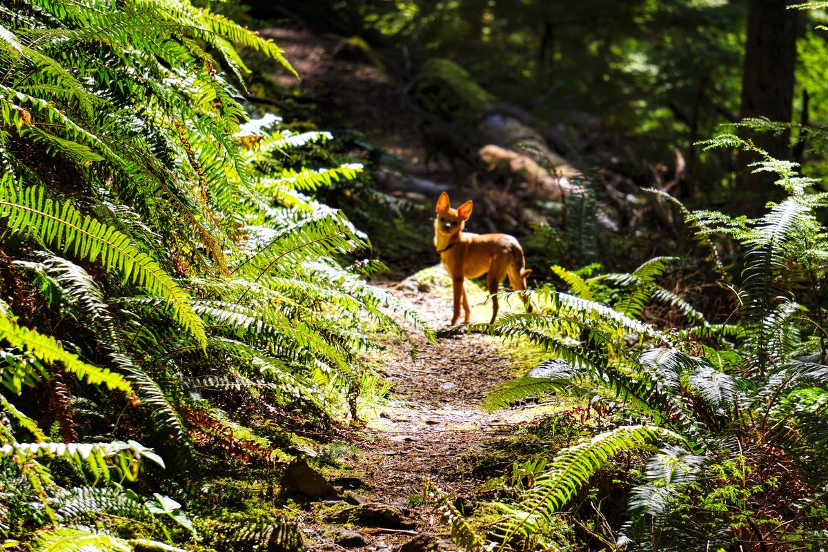 Dog Walks on a Trail Through Ferns