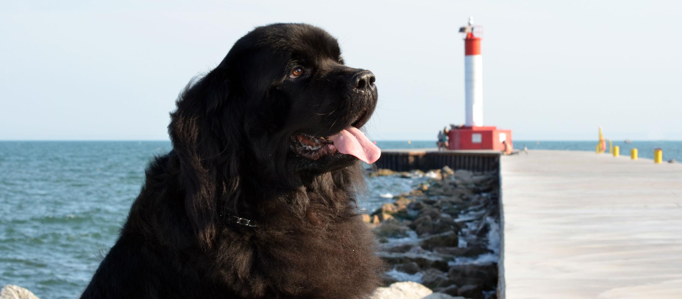 Dog Friendly Newfoundland and Labrador