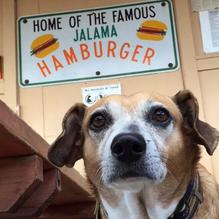 Jalama Beach Burgers restaurant view 3