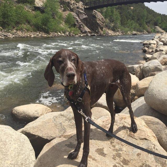 Dog Friendly Buena Vista, CO BringFido