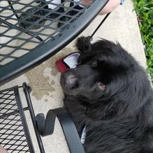 Stone Harbor Restaurant restaurant view 2