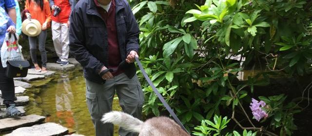 Dog Friendly Brentwood Bay, BC
