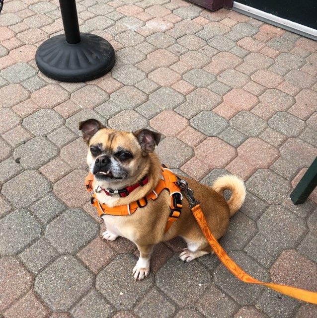 Corner Pug restaurant view 1