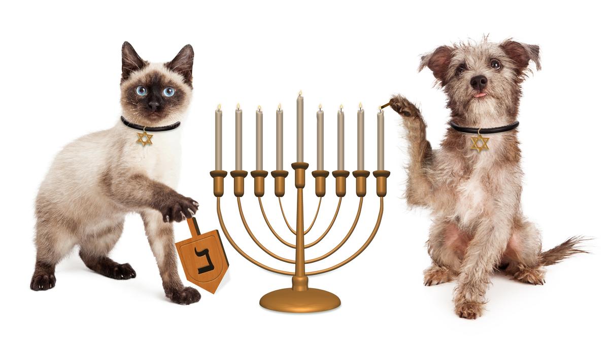 Dog and Cat Hanukkah Celebration.