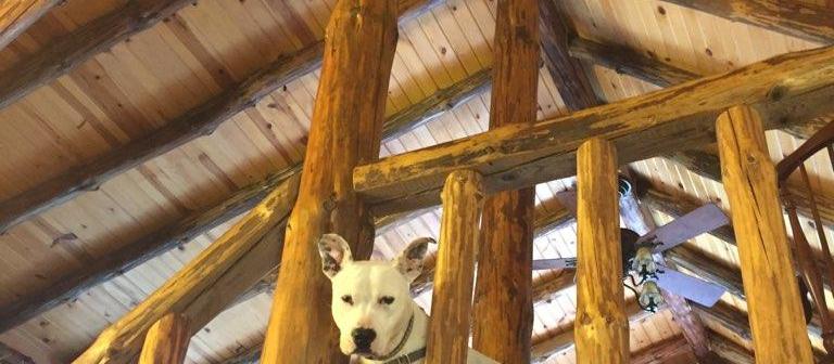 Dog Friendly Freeport, OH