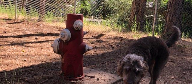 Dog Friendly Paradise, CA