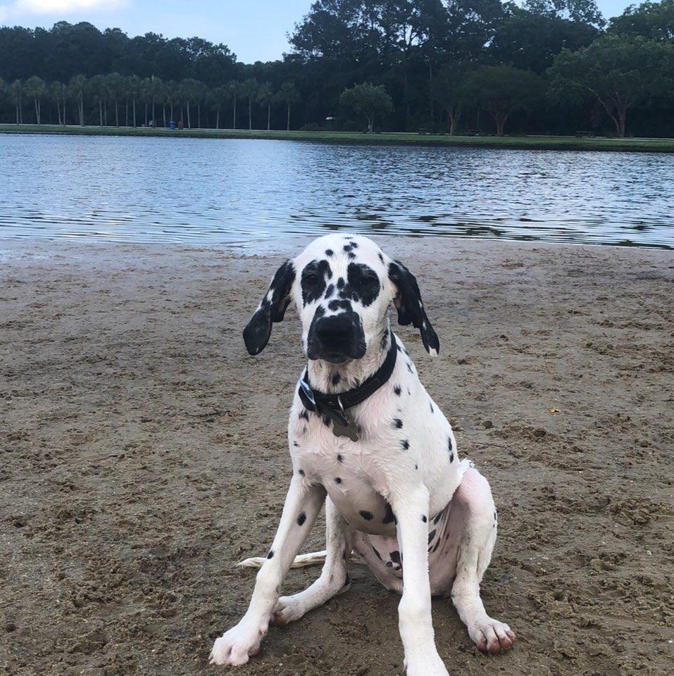 Best dog park around
