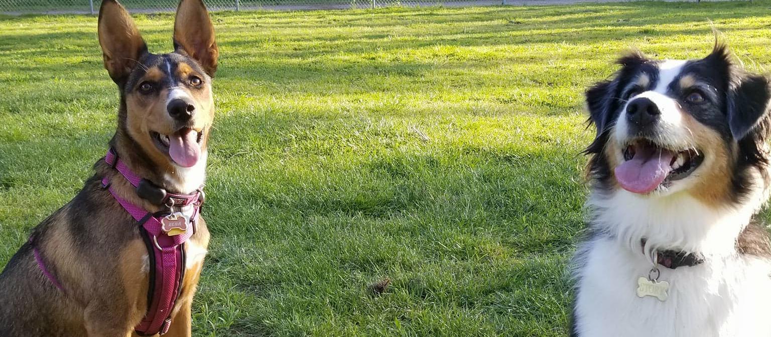 Dog Friendly Del Ray Oaks, CA