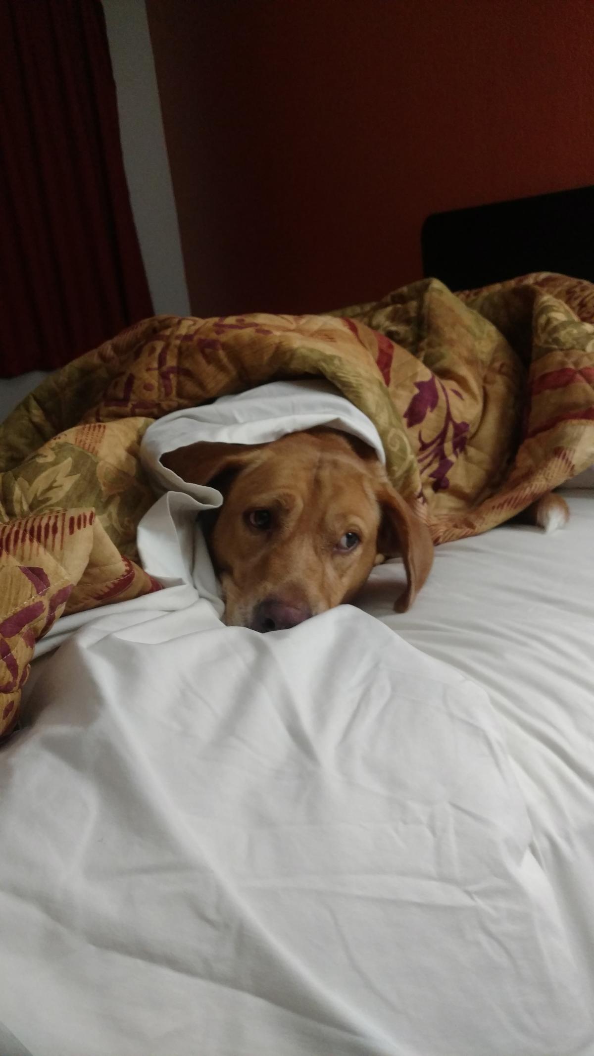 Comfy