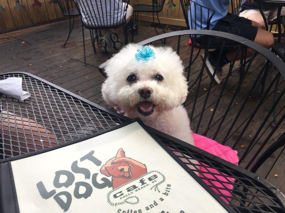 Lost Dog Cafe Is Pet Friendly