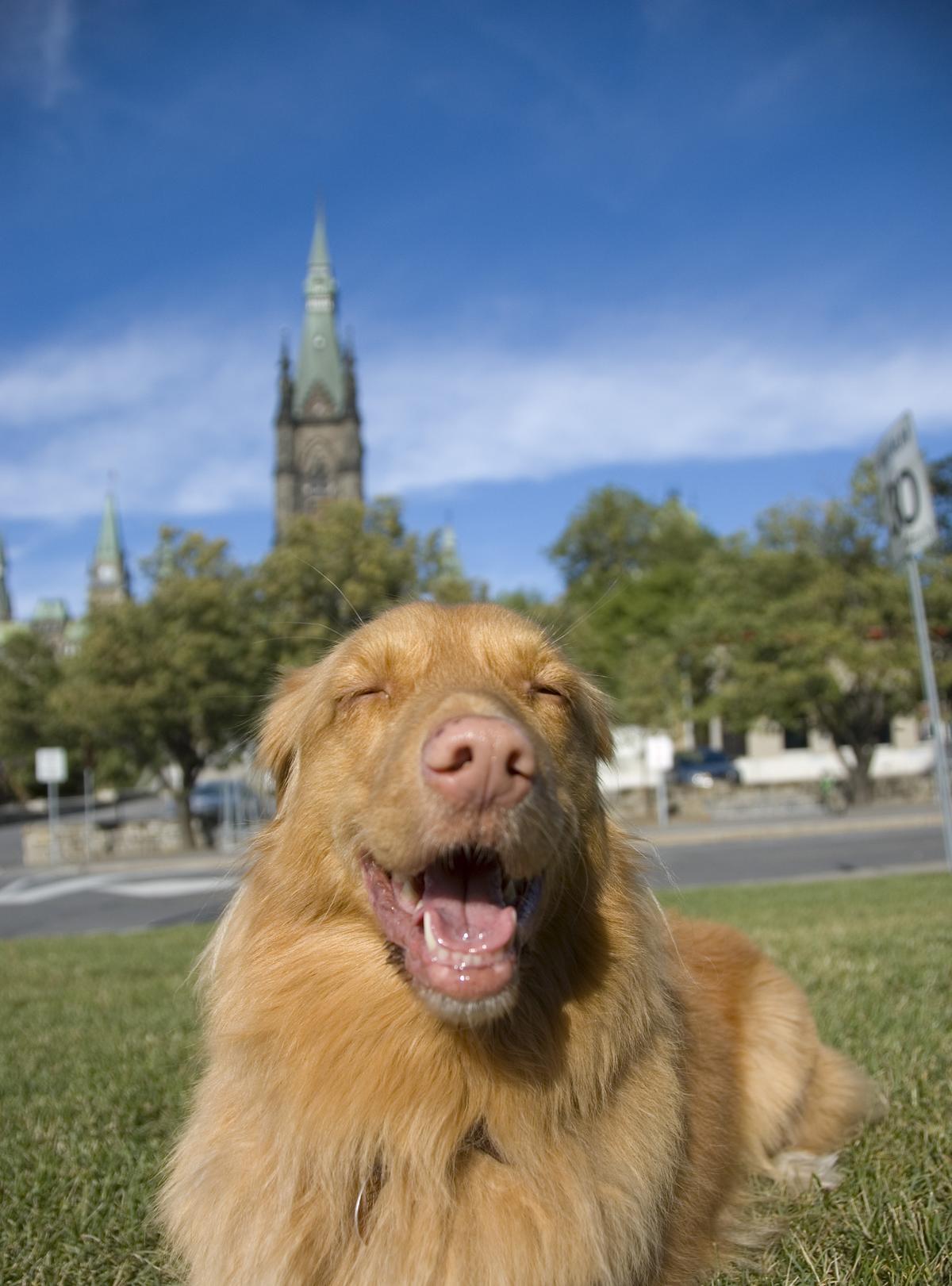 Dog Rests by Parliament Hill