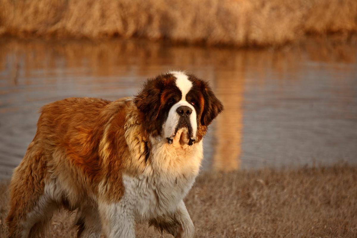 St. Bernard Walks Near Pond
