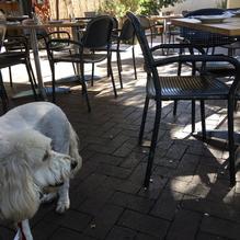 Osteria Monte Grappa restaurant view 1