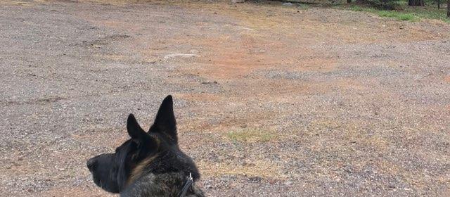 Dog Friendly Susanville, CA