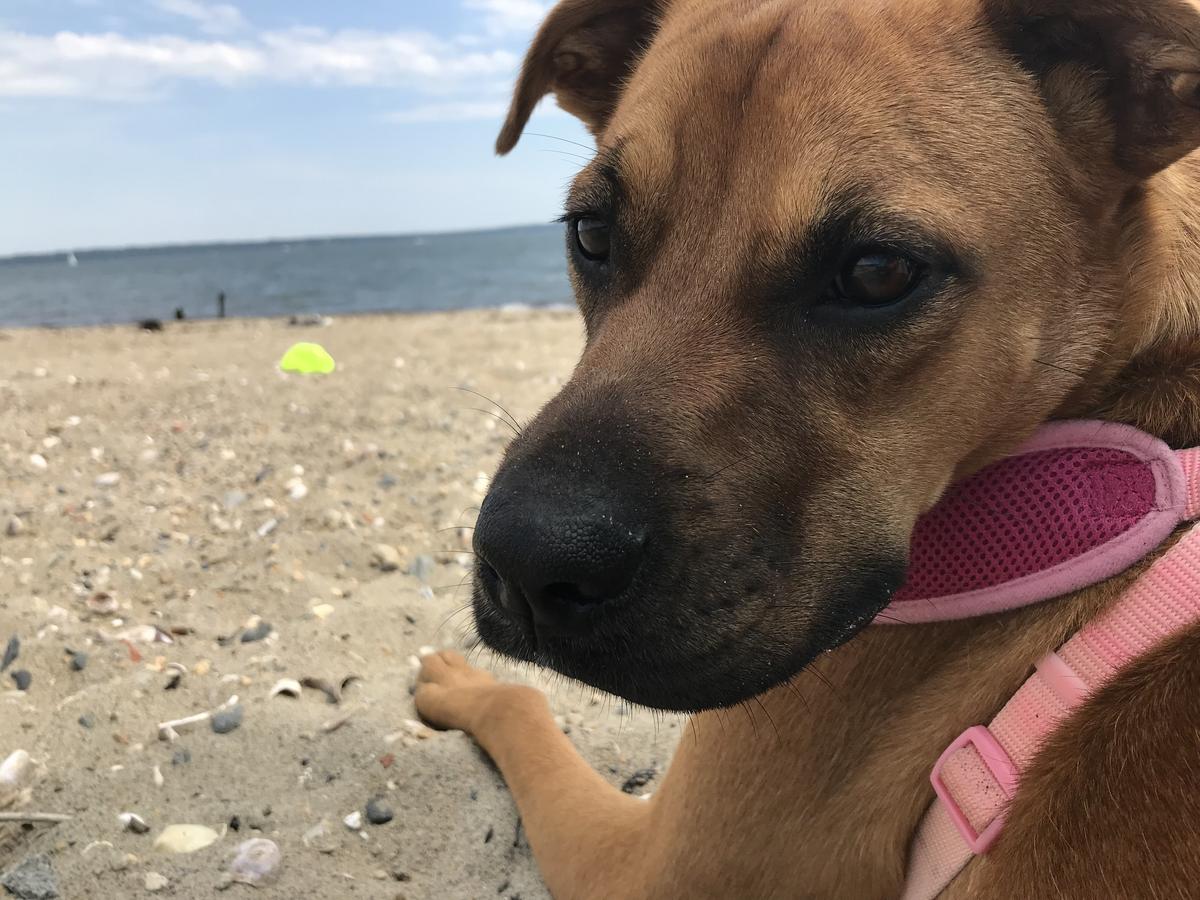 Beach dog