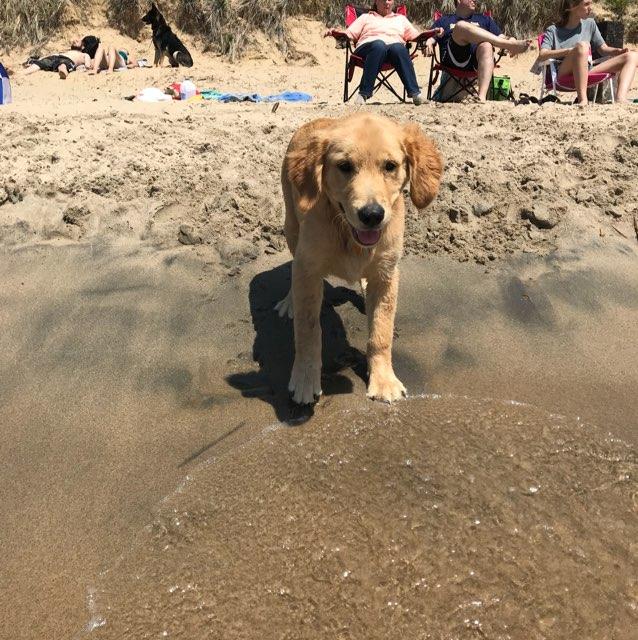 Dog Friendly West Olive Mi Bring Fido